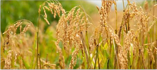 斯道拉恩索集團(tuán)公布2017年上半年度財(cái)報(bào):轉(zhuǎn)型項(xiàng)目帶來的積極影響正加速顯現(xiàn)