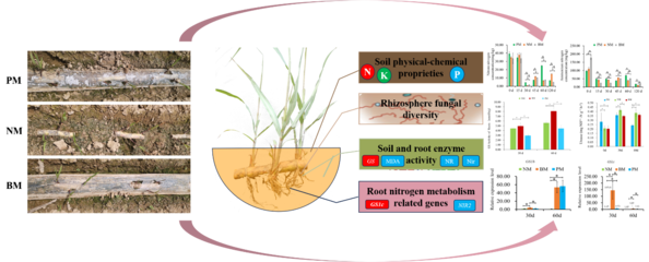PBAT基全生物降解地膜能有效促進甘蔗的營養代謝和生長